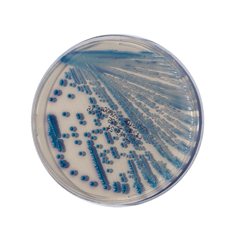 RSTGTDSTCTSGTV FETAGESTGEATGYRVET